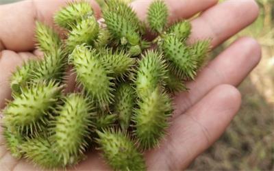 siberian cocklebur fruit siberian cocklebur fruit